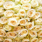 weiße Rosen